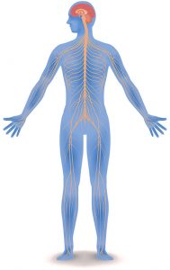 nervous system central - سیستم اعصاب مرکزی