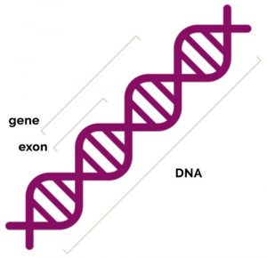 Muscular Dystrophy causes - دیستروفی عضلانی علل