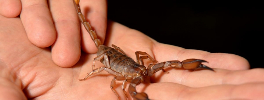 Exploring how a scorpion toxin might help treat heart attacks - سم عقرب ممکن است در پیشگیری از سکته های قلبی موثر باشد