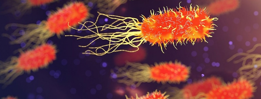 Tag team gut bacteria worsen symptoms of multiple sclerosis - برخی باکتری های روده ای می توانند باعث تشدید علایم بیماری ام اس شوند