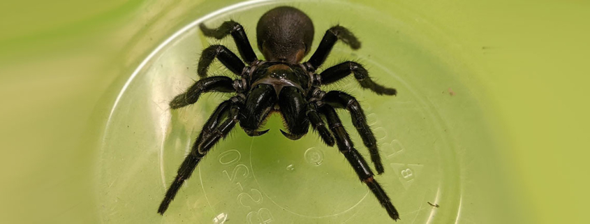 Repairing hearts with deadly spider venom - درمان سکته قلبی با سمی کشنده!