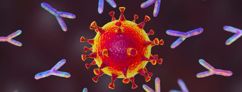 COVID19 antibodies persist reduce reinfection risk for up to six months - میزان باقیماندن آنتی بادی کرونا در بدن
