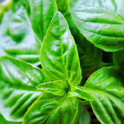 Natural compound in basil may protect against Alzheimers disease pathology - سبزی با خاصیت ضد آلزایمر