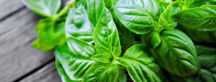 Natural compound in basil may protect against Alzheimers disease pathology - سبزی با خاصیت ضد آلزایمر