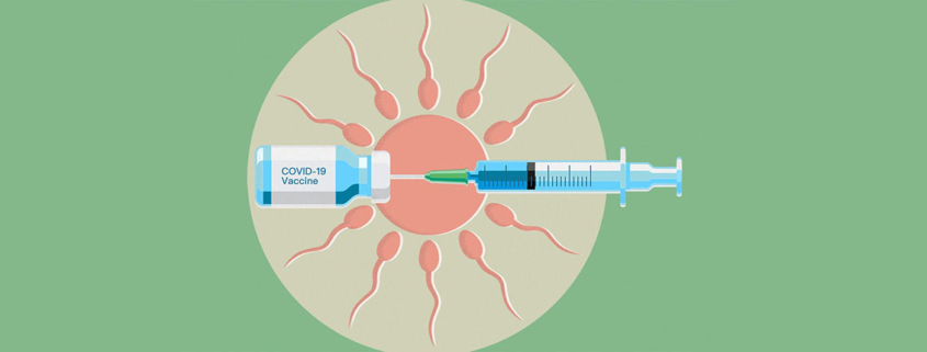 COVID19 Vaccines Dont Cause Infertility or Harm Pregnancy Chances - تاثیر واکسن کرونا بر باروری مردان