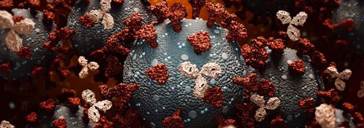 Antibodies improve in quality for months after COVID19 vaccination - بهبود تدریجی کیفیت آنتی بادی های کرونایی