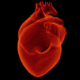 Heart attack survivors may be less likely to develop Parkinsons disease - حمله قلبی و پارکینسون