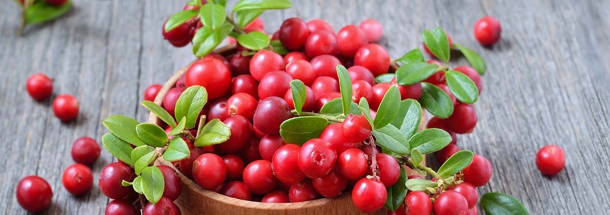 100g of cranberries a day improves cardiovascular health - زغال اخته و سلامت قلبی عروقی