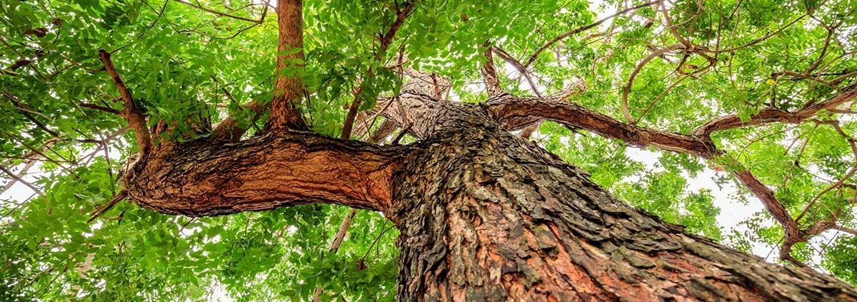 Bark of Neem Tree May Protect Against Coronavirus Variants - اثرات ضدکرونایی پوست درخت چریش
