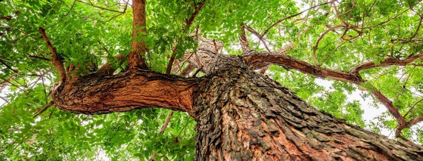 Bark of Neem Tree May Protect Against Coronavirus Variants - اثرات ضدکرونایی پوست درخت چریش