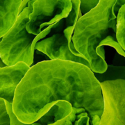 Chemical Found in Leafy Greens Shown to Slow Growth of COVID 19 and Common Cold Viruses - خاصیت ضدویروسی سبزیجات