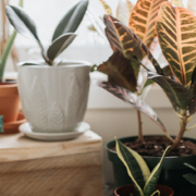 Common houseplants can improve air quality indoors - اهمیت نگهداری گلدان در منزل