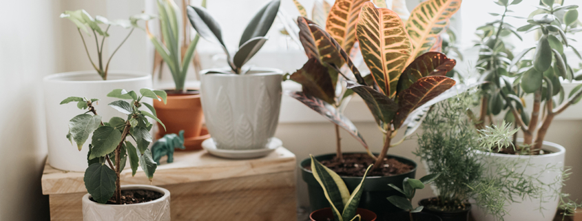 Common houseplants can improve air quality indoors - اهمیت نگهداری گلدان در منزل