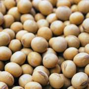 Fighting obesity with fermented soybean waste - کنجاله سویا و درمان چاقی