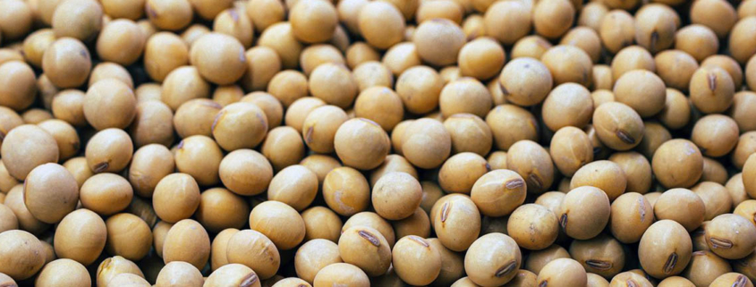 Fighting obesity with fermented soybean waste - کنجاله سویا و درمان چاقی