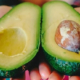 Eating two servings of avocados a week linked to lower risk of cardiovascular disease - تاثیر مثبت آووکادو بر سلامت قلبی عروقی